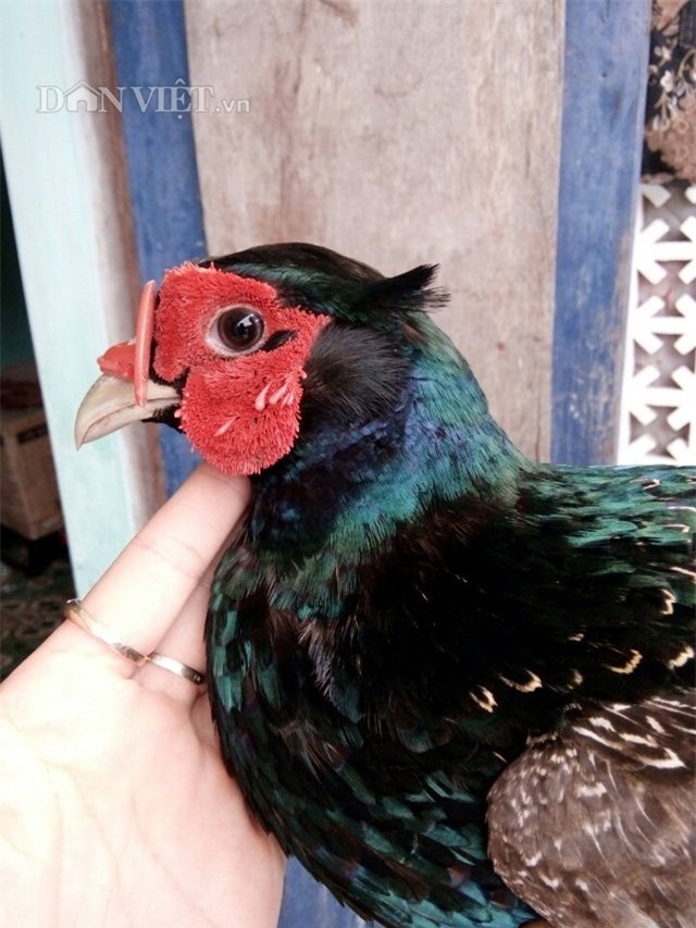 Đeo kính, nuôi chim, chim trĩ, nông dân, tỷ phú, chim trĩ xanh