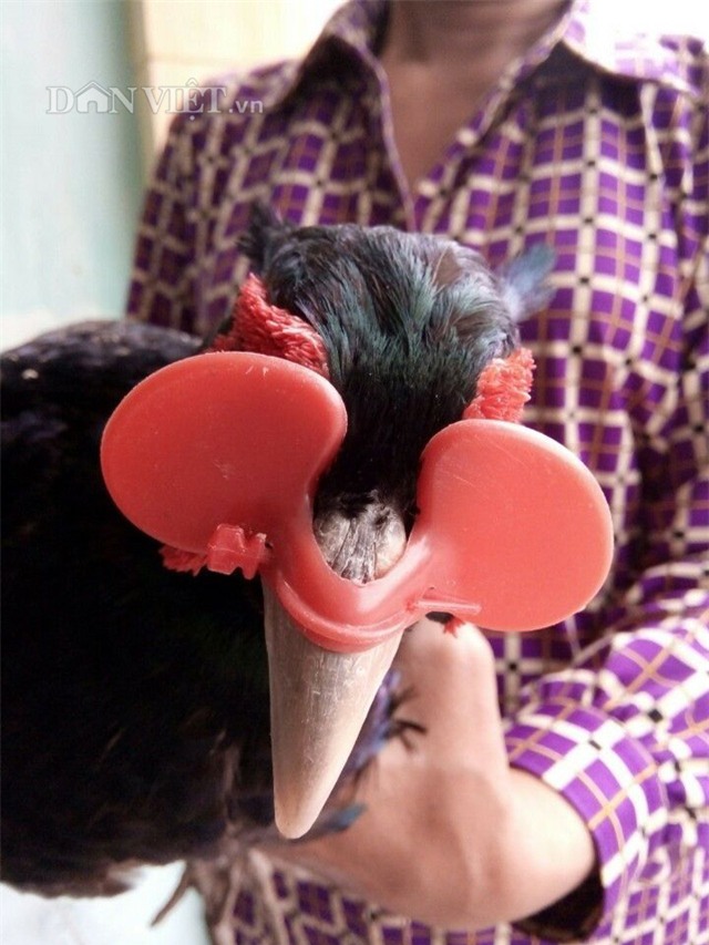 Đeo kính, nuôi chim, chim trĩ, nông dân, tỷ phú, chim trĩ xanh