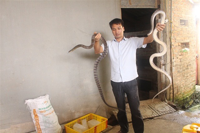 nuoi con tien ty: chang trai tre lam xiec voi dan ran 300 con hinh anh 1