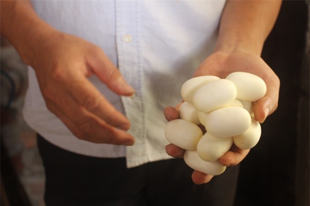 nuoi con tien ty: chang trai tre lam xiec voi dan ran 300 con hinh anh 2