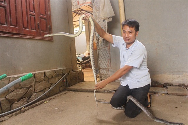 nuoi con tien ty: chang trai tre lam xiec voi dan ran 300 con hinh anh 4