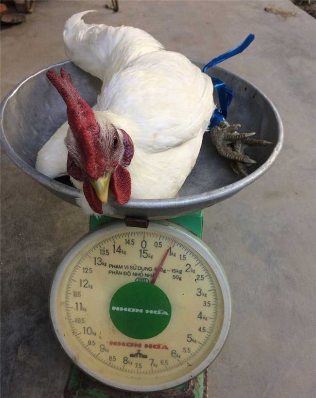 gà rừng, gà rừng đột biến, con độc lạ, các loại gà đặc sản, gà đặc sản