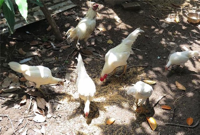 gà rừng, gà rừng đột biến, con độc lạ, các loại gà đặc sản, gà đặc sản