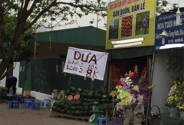 giải cứu dưa dấu, nông sản ế ẩm, được mùa mất giá, dưa hấu Nhật Bản, dưa hấu Quảng Ngãi, dưa hấu