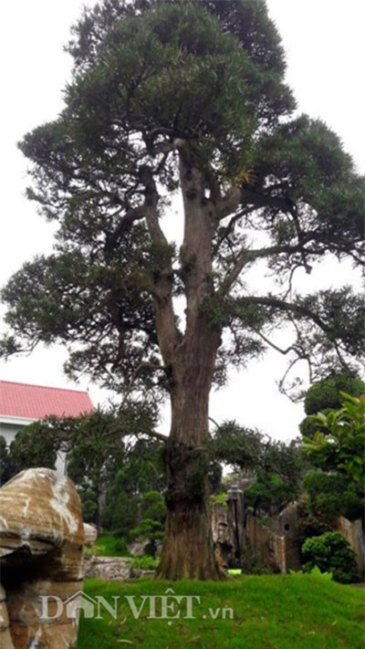 Độc nhất vô nhị, hòn non bộ, đại gia xứ nghệ, cây cảnh, bonsai