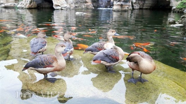 Độc nhất vô nhị, hòn non bộ, đại gia xứ nghệ, cây cảnh, bonsai