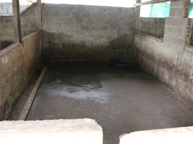 Nhiều gia đình không dám tái đàn vì chưa biết bao giờ giá lợn mới khởi sắc.