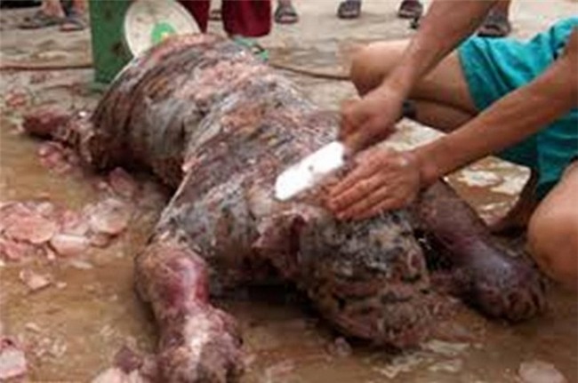 buôn hổ, buôn lậu, Lào, Hà Tĩnh, trại hổ, động vật, thú hoang