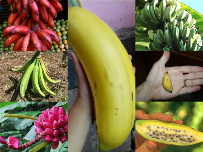 sieu la: top 7 giong chuoi 