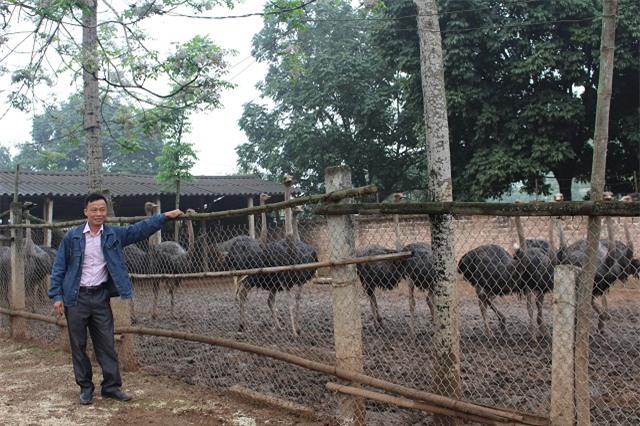 đà điểu, nuôi chim, nông dân, thu tiền tỷ,