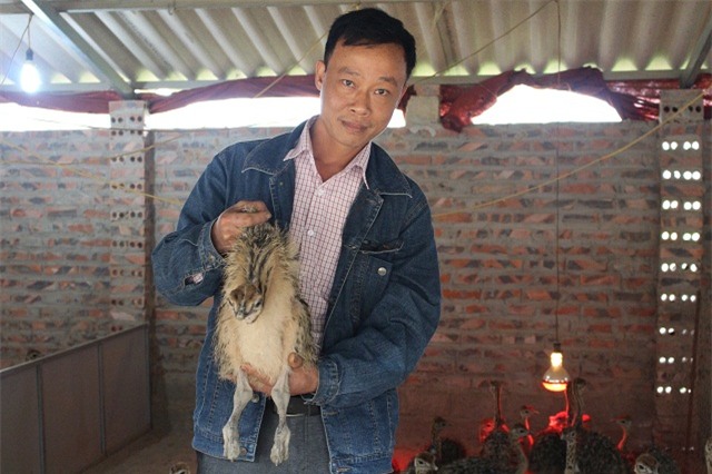 đà điểu, nuôi chim, nông dân, thu tiền tỷ,