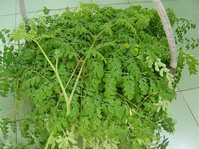 Kháng sinh tự nhiên làm tại nhà trong 5 ngày: Giúp bạn khỏi ốm mà không cần thuốc - Ảnh 3.