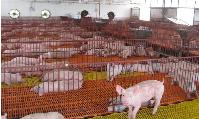 thịt lợn giảm giá, nông sản ế ẩm, Trung Quốc ngừng mua, chăn nuôi lợn, ngành chăn nuôi, thịt lợn, giá thịt lợn, thương lái ép giá thịt lợn