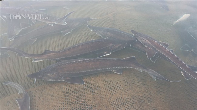 nuôi cá tầm, trứng cá tầm, trứng cá tầm trắng, cá tầm Trung Quốc, cá tầm Việt Nam,