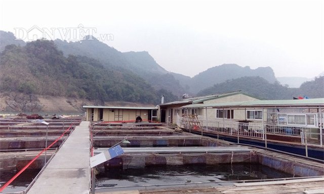 nuôi cá tầm, trứng cá tầm, trứng cá tầm trắng, cá tầm Trung Quốc, cá tầm Việt Nam,