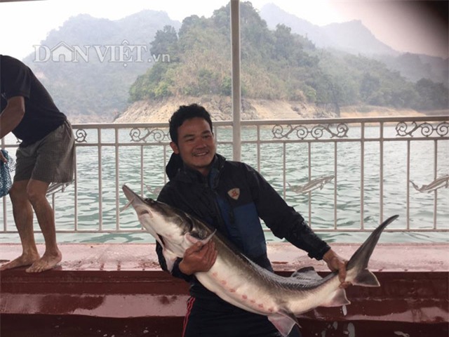 nuôi cá tầm, trứng cá tầm, trứng cá tầm trắng, cá tầm Trung Quốc, cá tầm Việt Nam,