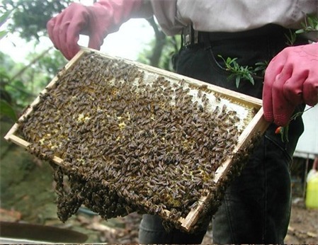 nuoi con tien ty: u80 thu chuc trieu moi thang nho nuoi “con bay” hinh anh 3