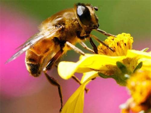 nuoi con tien ty: u80 thu chuc trieu moi thang nho nuoi “con bay” hinh anh 4