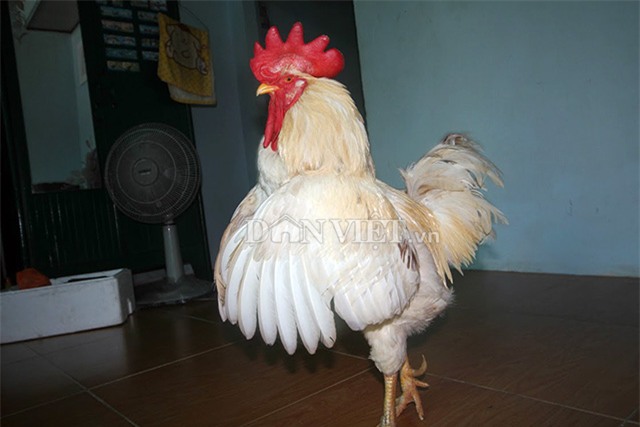 “cu ga” 5 tuoi thich xem tivi, hong gio, giu nha thay cho hinh anh 1