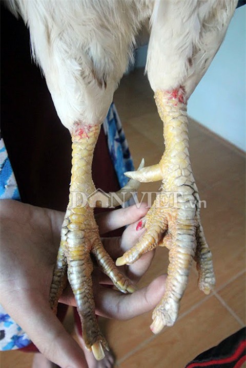 “cu ga” 5 tuoi thich xem tivi, hong gio, giu nha thay cho hinh anh 4