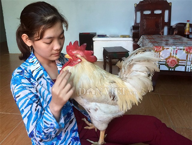 “cu ga” 5 tuoi thich xem tivi, hong gio, giu nha thay cho hinh anh 5