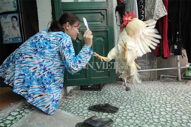 “cu ga” 5 tuoi thich xem tivi, hong gio, giu nha thay cho hinh anh 6