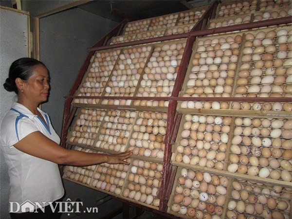 thu tinh nhan tao cho ga, nu trai chu thu nhap 3 ty dong/nam. hinh anh 2