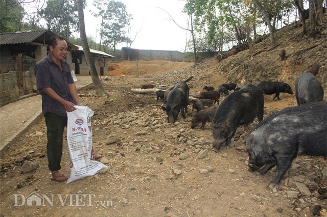 nuoi lon sach: ky quac cach ep lon rung dui dat chay rong tren doi hinh anh 1