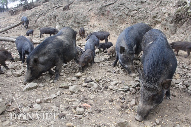nuoi lon sach: ky quac cach ep lon rung dui dat chay rong tren doi hinh anh 2