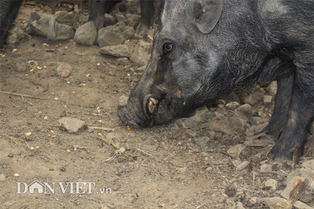 nuoi lon sach: ky quac cach ep lon rung dui dat chay rong tren doi hinh anh 3