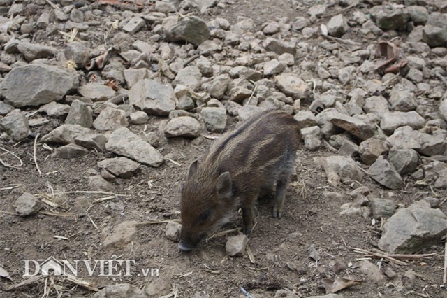 nuoi lon sach: ky quac cach ep lon rung dui dat chay rong tren doi hinh anh 4