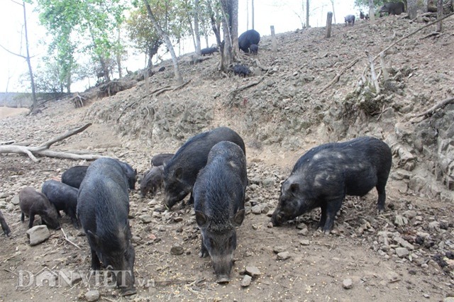 nuoi lon sach: ky quac cach ep lon rung dui dat chay rong tren doi hinh anh 5