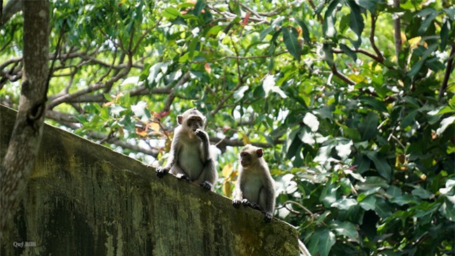 Tháng 4 về với thiên đường biển Côn Đảo - Ảnh 4.