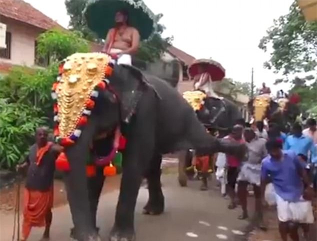 Cáu quá, chú voi giơ chân đá bay người đàn ông phía sau mình - Ảnh 2.