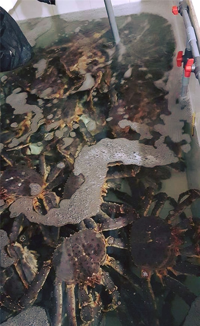 cua hoàng đế, đặc sản nhà giàu, dân giàu Việt, đại gia,