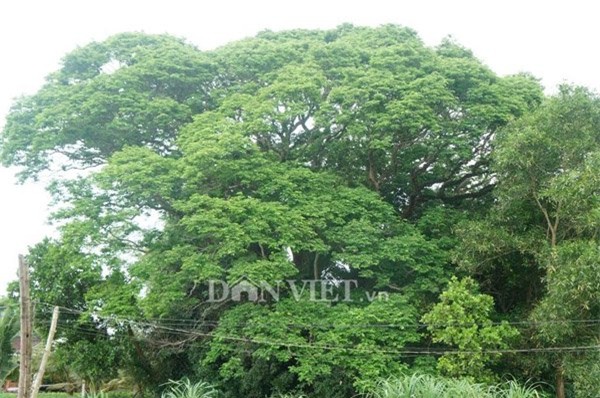 cây sưa, Hà Nội, sưa trăm tỷ, sưa trăm tỷ, Quảng Nam, gỗ sưa, gỗ quý