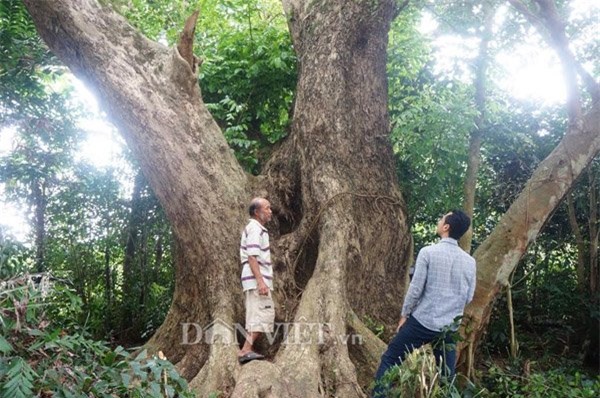 cây sưa, Hà Nội, sưa trăm tỷ, sưa trăm tỷ, Quảng Nam, gỗ sưa, gỗ quý