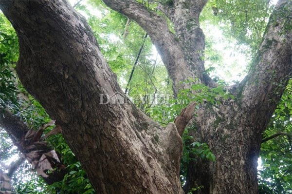 cây sưa, Hà Nội, sưa trăm tỷ, sưa trăm tỷ, Quảng Nam, gỗ sưa, gỗ quý