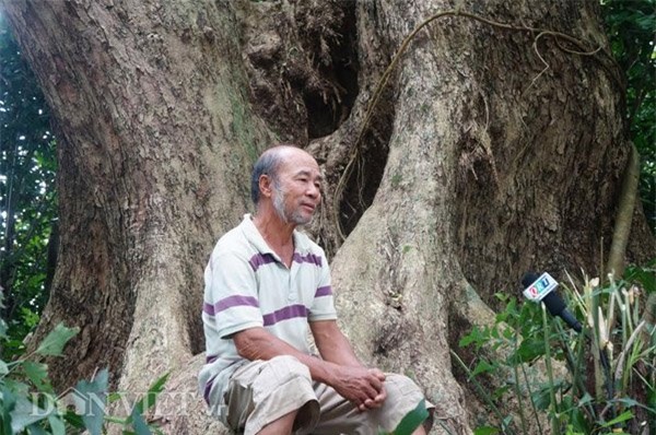 cây sưa, Hà Nội, sưa trăm tỷ, sưa trăm tỷ, Quảng Nam, gỗ sưa, gỗ quý