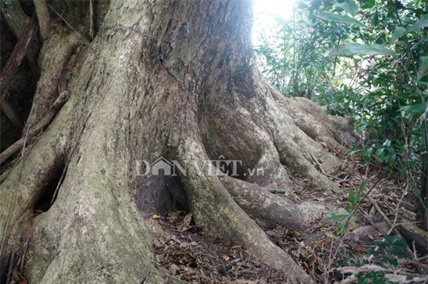 cây sưa, Hà Nội, sưa trăm tỷ, sưa trăm tỷ, Quảng Nam, gỗ sưa, gỗ quý