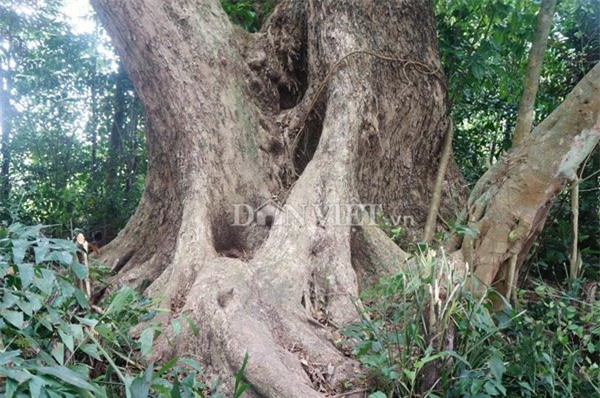 cây sưa, Hà Nội, sưa trăm tỷ, sưa trăm tỷ, Quảng Nam, gỗ sưa, gỗ quý