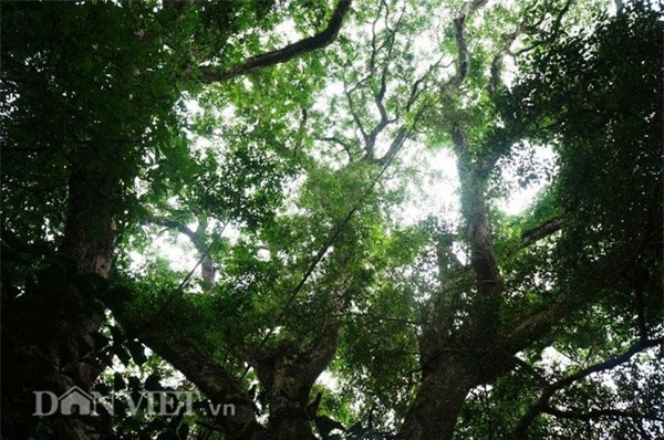 cây sưa, Hà Nội, sưa trăm tỷ, sưa trăm tỷ, Quảng Nam, gỗ sưa, gỗ quý