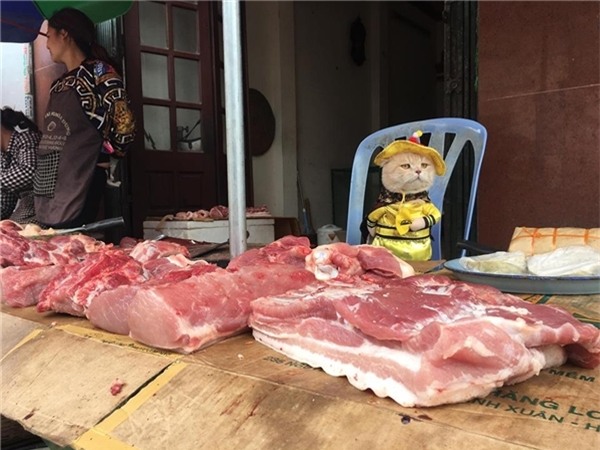Chú mèo hóa hoàng thượng bán thịt, rau “cute phô mai que” nhất là đây