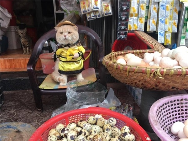 Chú mèo diện bộ trang phục hoàng thượng ung dung ngồi bán hàng khiến mọi người không nhịn cười được.