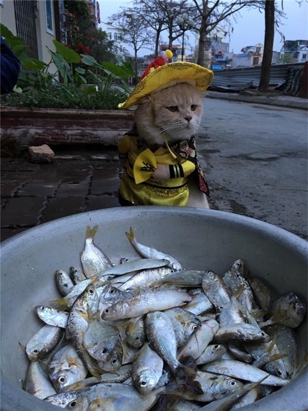 Chú mèo hóa hoàng thượng bán thịt, rau “cute phô mai que” nhất là đây