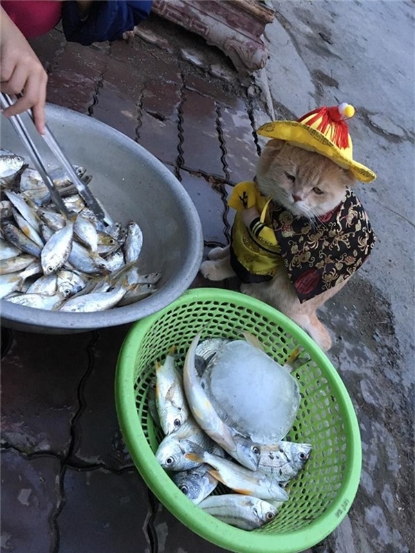 Chú mèo hóa hoàng thượng bán thịt, rau “cute phô mai que” nhất là đây