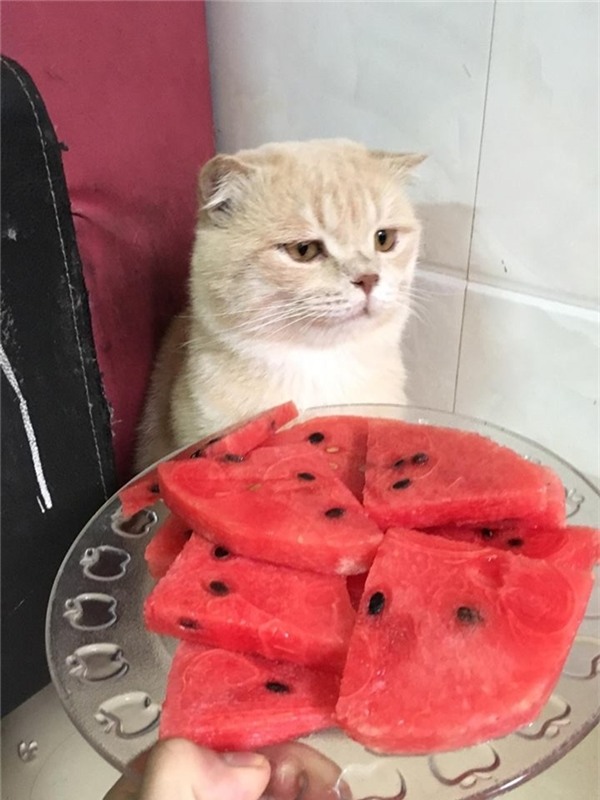 Đã bảo không muốn ăn rồi cứ dụ dỗ cái gì!