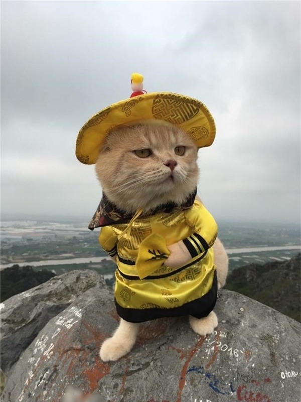 Núi rừng này là của trẫm.