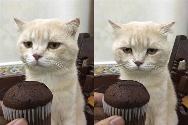 Đã bảo đang giảm cân không ăn đồ ngọt rồi cứ mời mọc. Mời nữa là ăn thật đấy nhé!