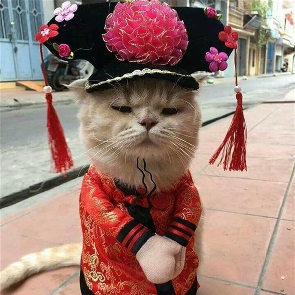 Chú mèo hóa hoàng thượng bán thịt, rau “cute phô mai que” nhất là đây